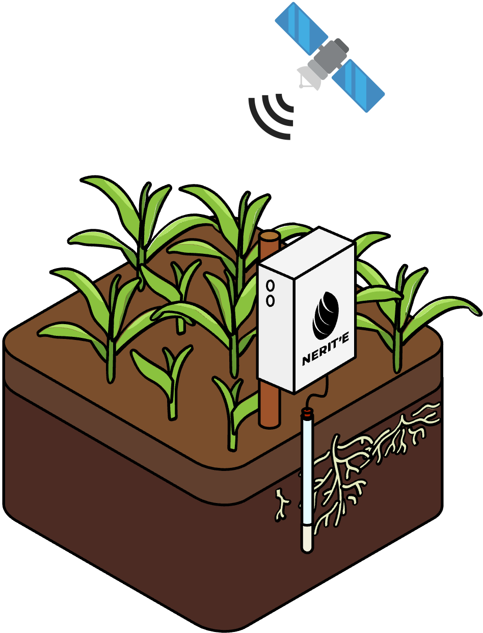 Diagram showing the Sonda sensor below corn and a satellite observing the crop above