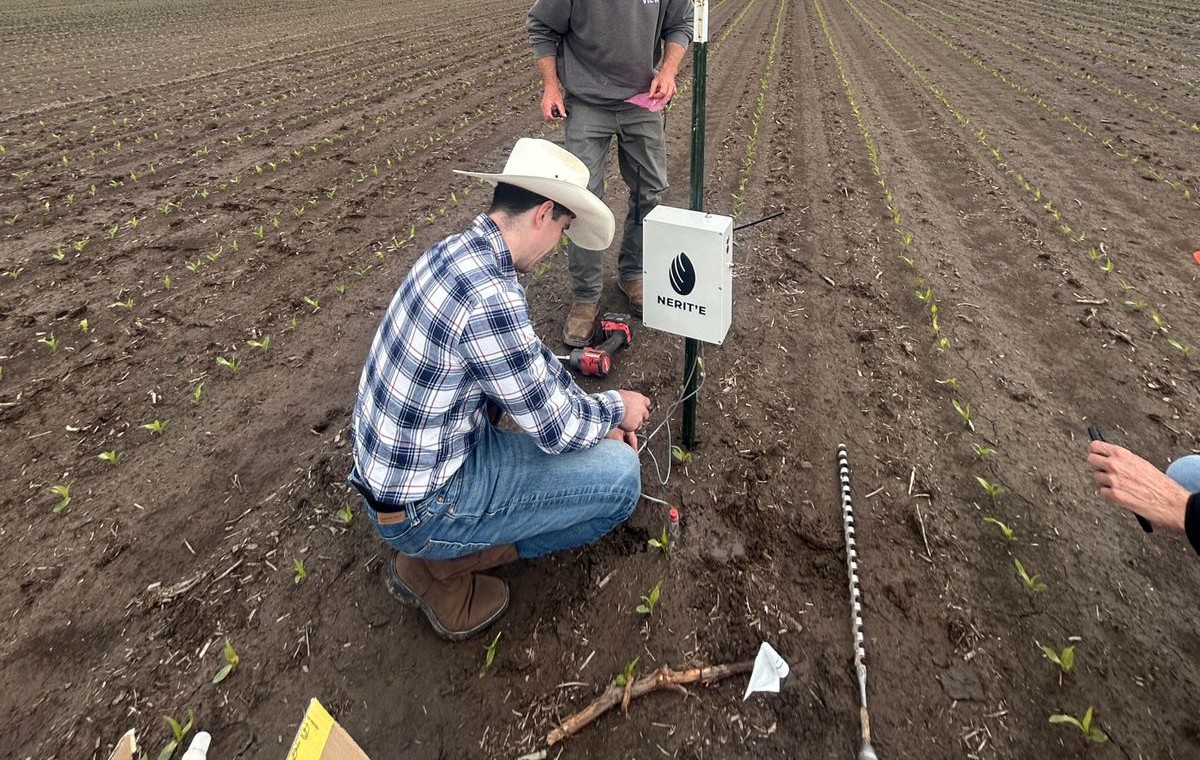 Nerit'e Sonda being installed between young corn rows